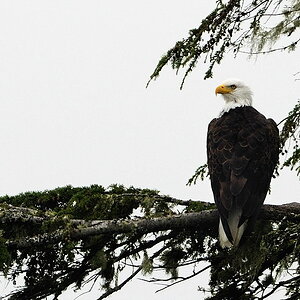 Adler