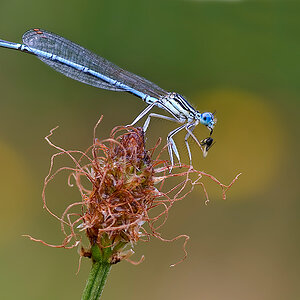 libelle fliege