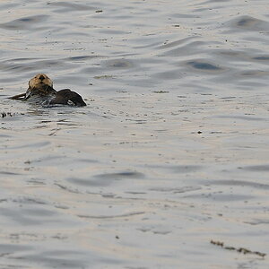 otter