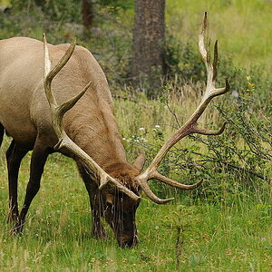 Wapiti