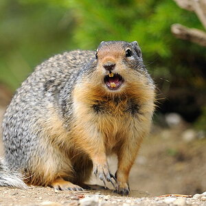 squirrel