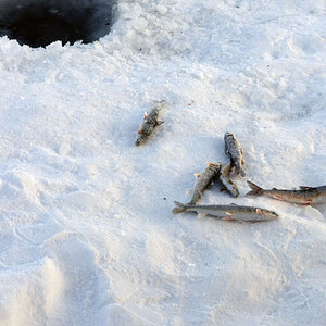 Die Ausbeute beim Eisfischen