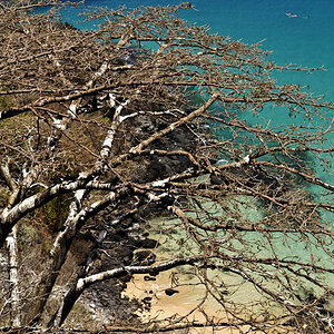 trockenbuschartige Vegetation auf Fernando de Noronha