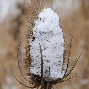 Schnee-Distel