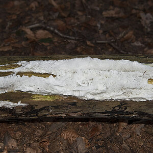 Baum schwitzt 1 1k