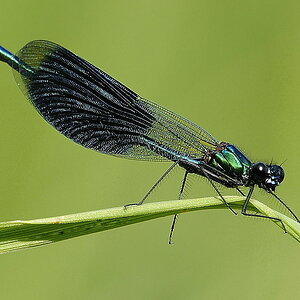 Gebaenderte Prachtlibelle 2 6862A