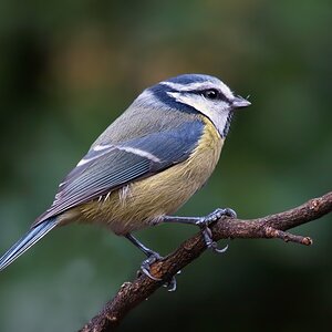 Blaumeise im Profil