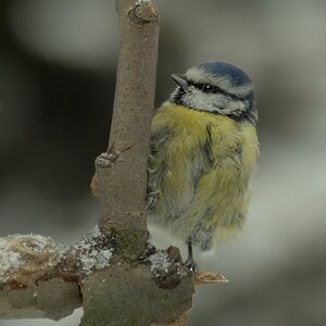 arg mitgemommene Blaumeise