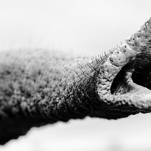 comp 2009 09A 7801 ds1
