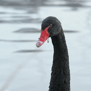 Schwarzer Schwan