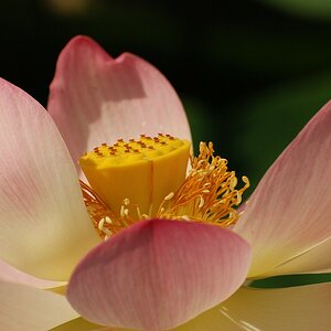 Lotusblüte