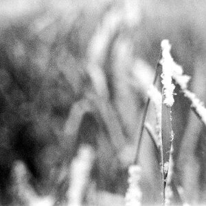 Gras 3