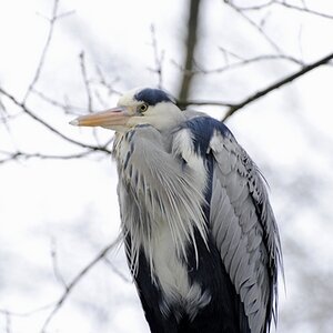 Reiher