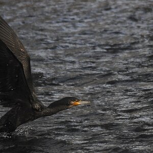 Kormoran