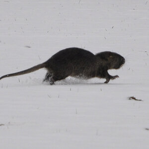 Biberratte