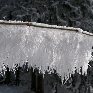 Hohe Wand Raureif Ast