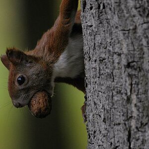 Dirk scharn squirrel 1