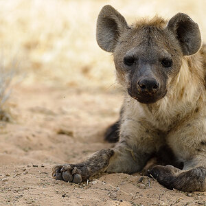 NFF Hyaena01