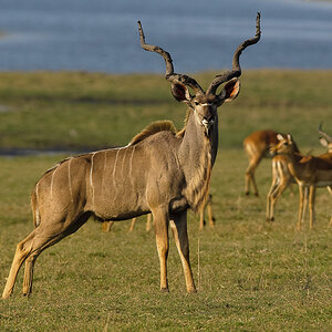 NFF Kudu01