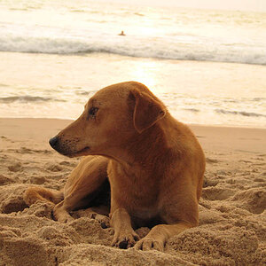 Beach dog at Calangute Beach (Goa)