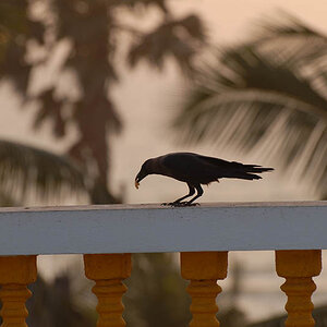 Crow in Calangute (Goa)