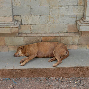 Sleeping dog in Panaji (Goa)
