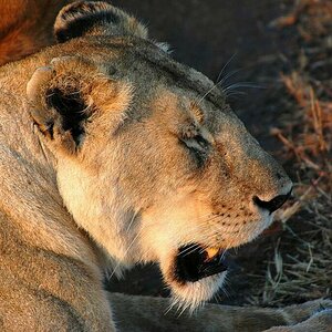 Löwin , Massai Mara