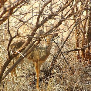 DikDik Antilope Tsavo West NP