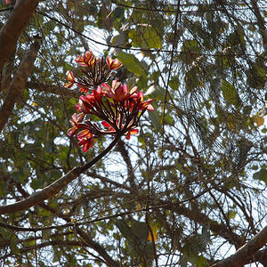 Tropical Tree (Goa)