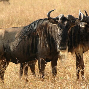 Gnu  Portrait