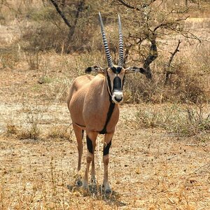 Oryx Antilope Tsavo West