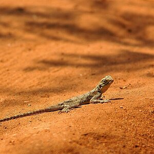 Gecko Tsavo West NP