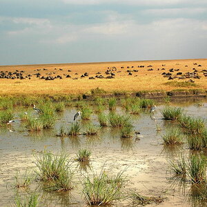 Massai Mara NP