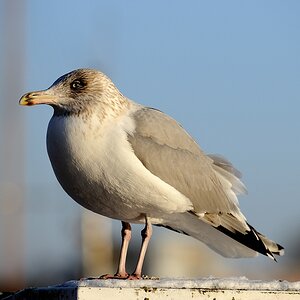 Travemünde tiefgekühlt8