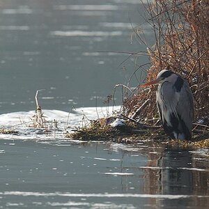 Reiher 1
Treffen Hattingen 01/10