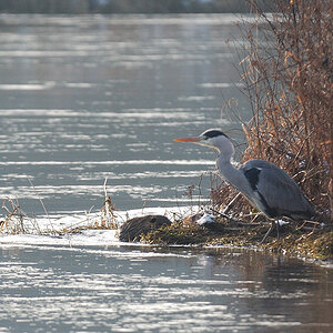 Reiher 2
Treffen Hattingen 01/10