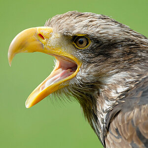 Weißkopfseeadler