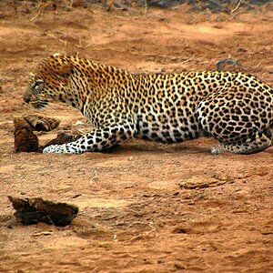 Leopard Tsavo West