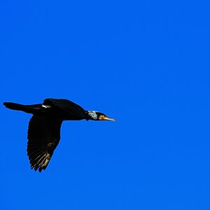 Travemünde vereist4 Kormoran im Flug