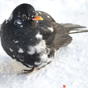 amsel 1