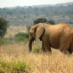 Elefant  Tsavo West