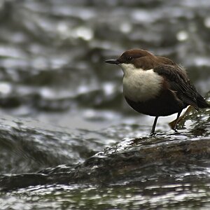 Wasseramsel