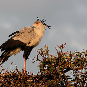 Sekretärvogel