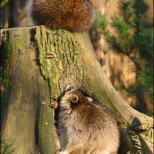 Waschbären 01a