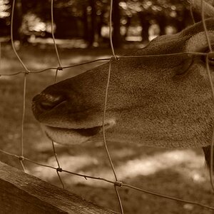 Bambi in jail (freedom for animals)