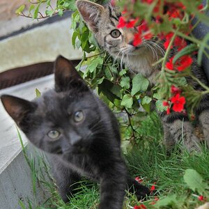 Cats