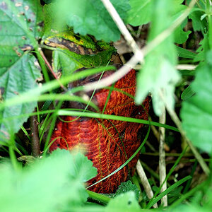 Rot-Grün