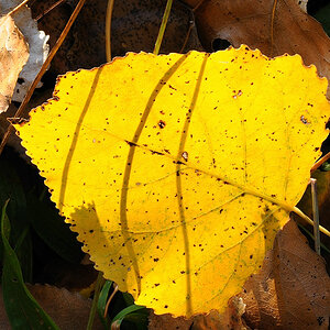 Yellow Leaf Fish