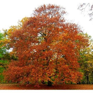 "Der Herbst"

Aufgenommen im Schloßpark Berlin - Charlottenburg