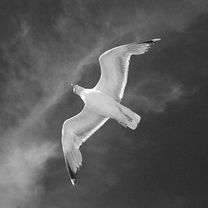 Borkum Möwe